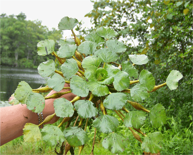 Water Chestnut Plant