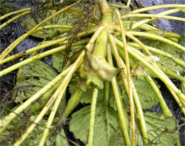 Water Chestnut Plant Roots